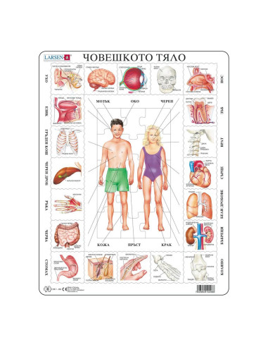 Пъзел: Образователен – "Части на тялото" – 35 части, голям